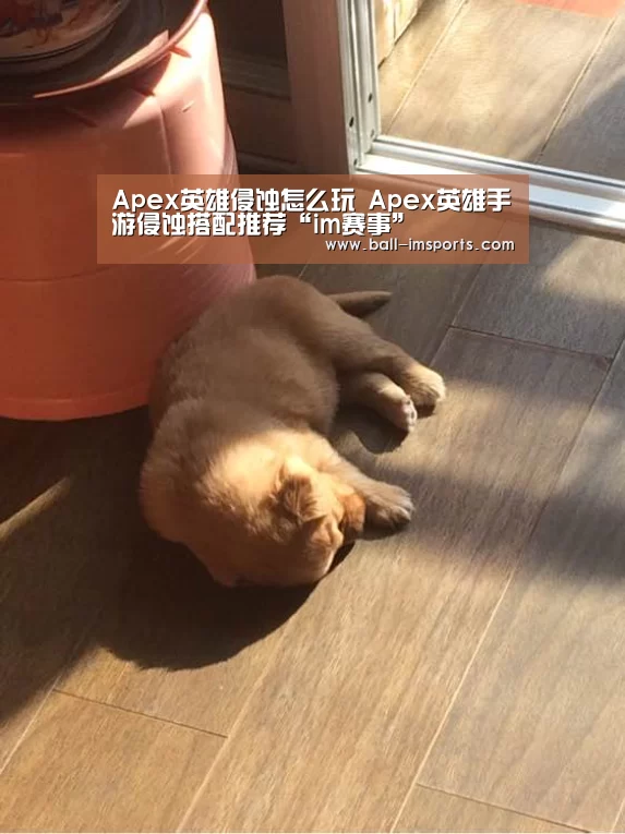 im体育平台