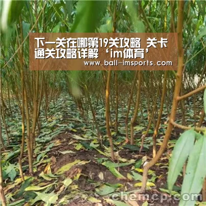 im赛事